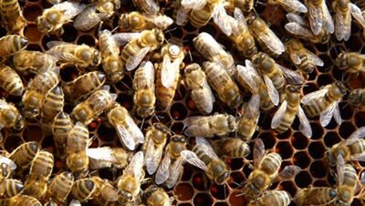 Včelí farma pod Zvičinou